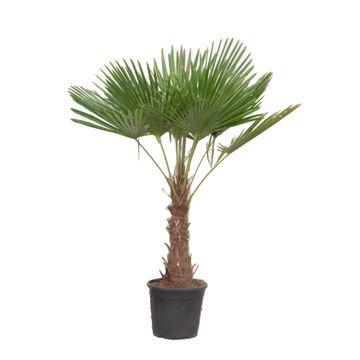 Trachycarpus fortunei – winterharte Hanfpalme im Topf für Garten, Terrasse oder Balkon