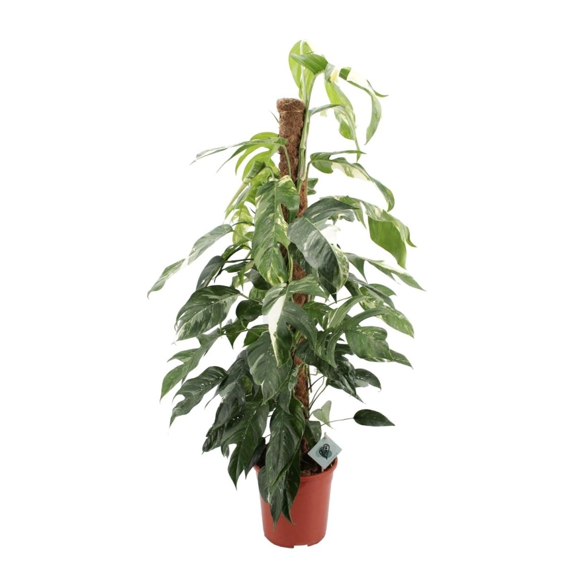 Epipremnum Pinnatum Albo Variegata - Ø24cm - ↕125cm - Wurzelwerk Design