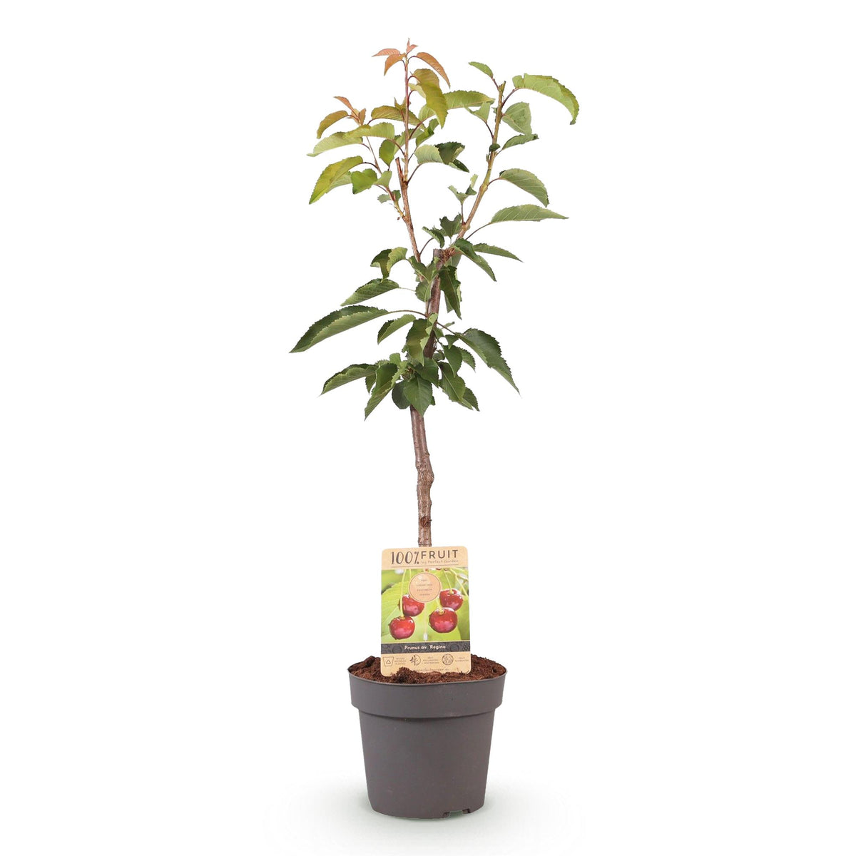 Everspring Kirschenbaum Prunus avium Regina, rote Kirschenbaum Pflanze im Topf, 21cm Durchmesser, 90cm hoch, in Blumenkübel