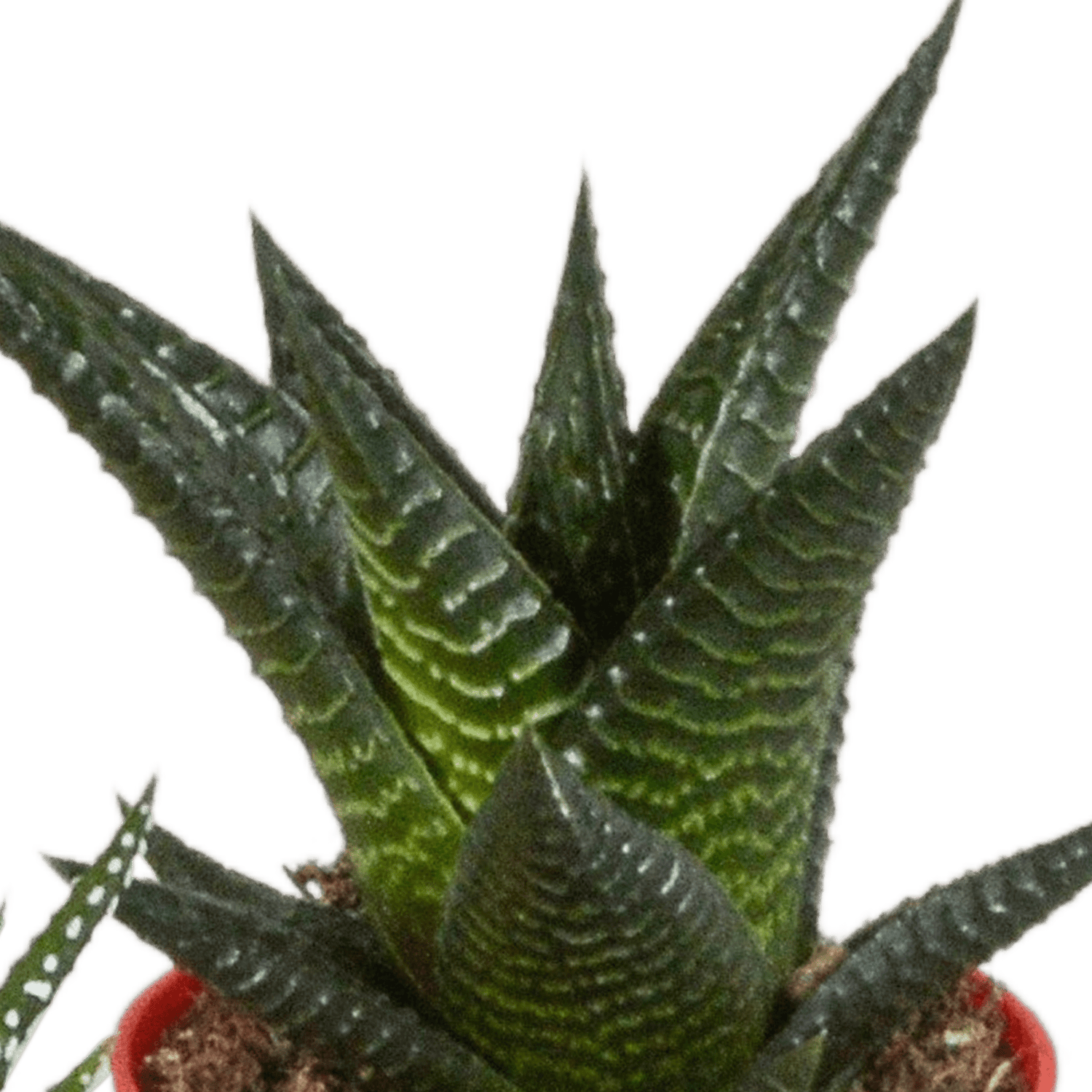 Everspring Gasteria und Haworthia Mischung, 5 Pflanzen in bunten Kunststofftöpfen, Durchmesser ca. 5,5 cm, für dekoratives Grün.