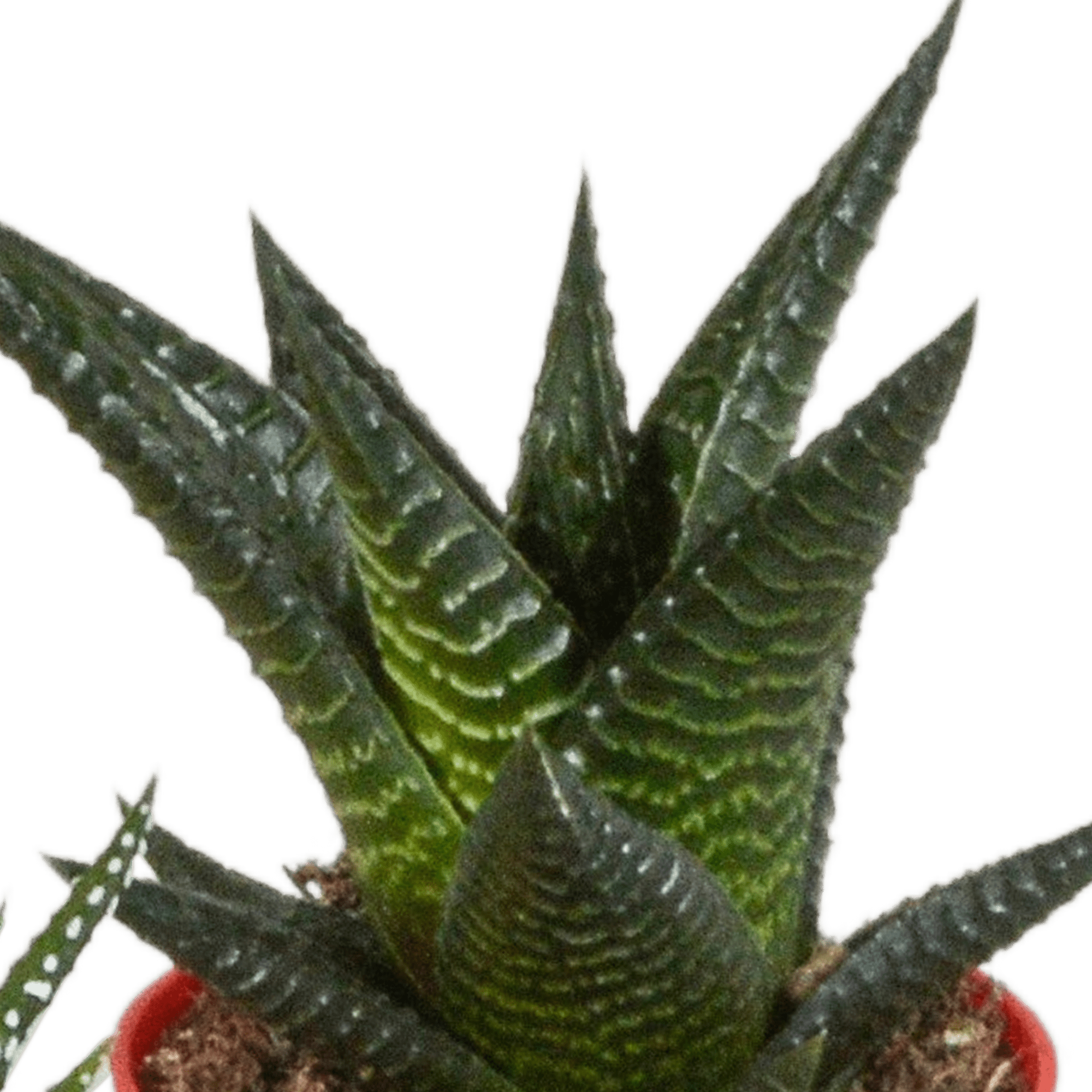 Everspring Gasteria und Haworthia Mischung, 5 Pflanzen in bunten Kunststofftöpfen, Durchmesser ca. 5,5 cm, für dekoratives Grün.