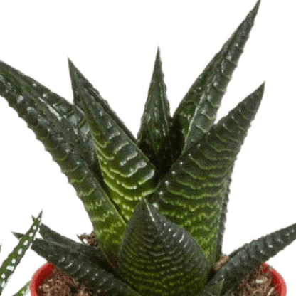 Everspring Gasteria und Haworthia Mischung, 5 Pflanzen in bunten Kunststofftöpfen, Durchmesser ca. 5,5 cm, für dekoratives Grün.