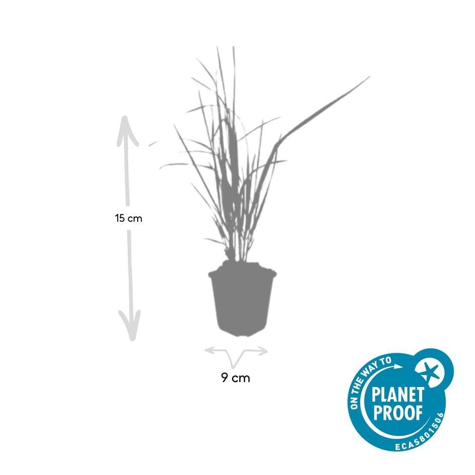 24x Calamagrostis acutiflora ‘Karl Foerster’ – Garten - Reitgras für moderne &amp; naturnahe Gärten – Höhe 10–25 cm – Ø 9 cm - Wurzelwerk Design