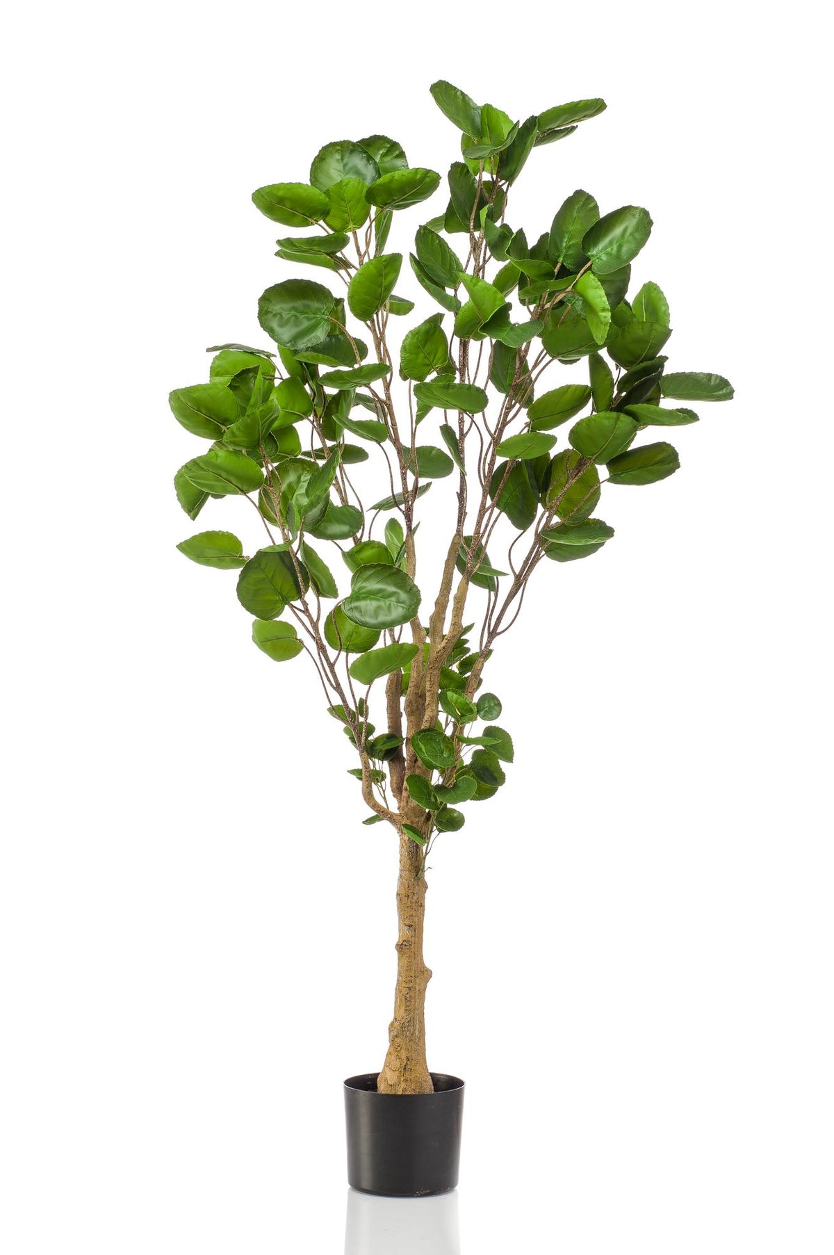 Kunstpflanze Polyscias Aralia, Everspring, 105-150 cm hohe, grüne Kunstpflanze mit detaillierten Blättern als Dekoration