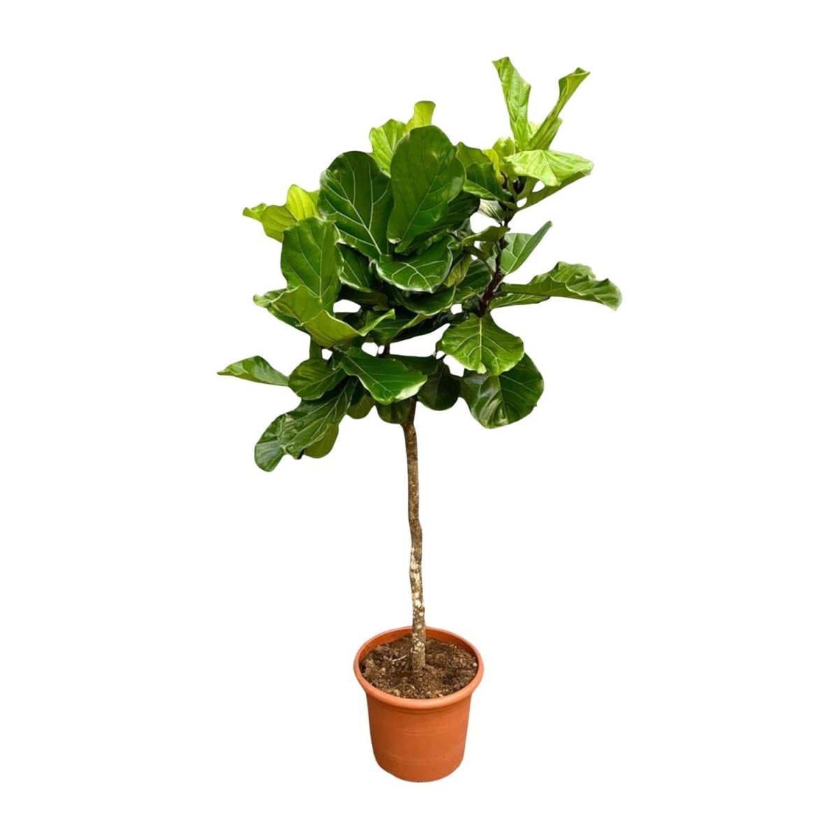 Ficus Lyrata kaufen – Geigenfeige 80–270 cm | auf Stamm - Wurzelwerk Design