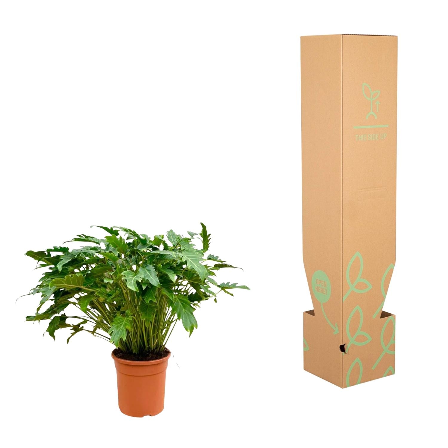 Everspring Philodendron Xanadu, 60-80 cm hohe Zimmerpflanze mit großen, immergrünen Blättern, pflegeleicht und tropisch.