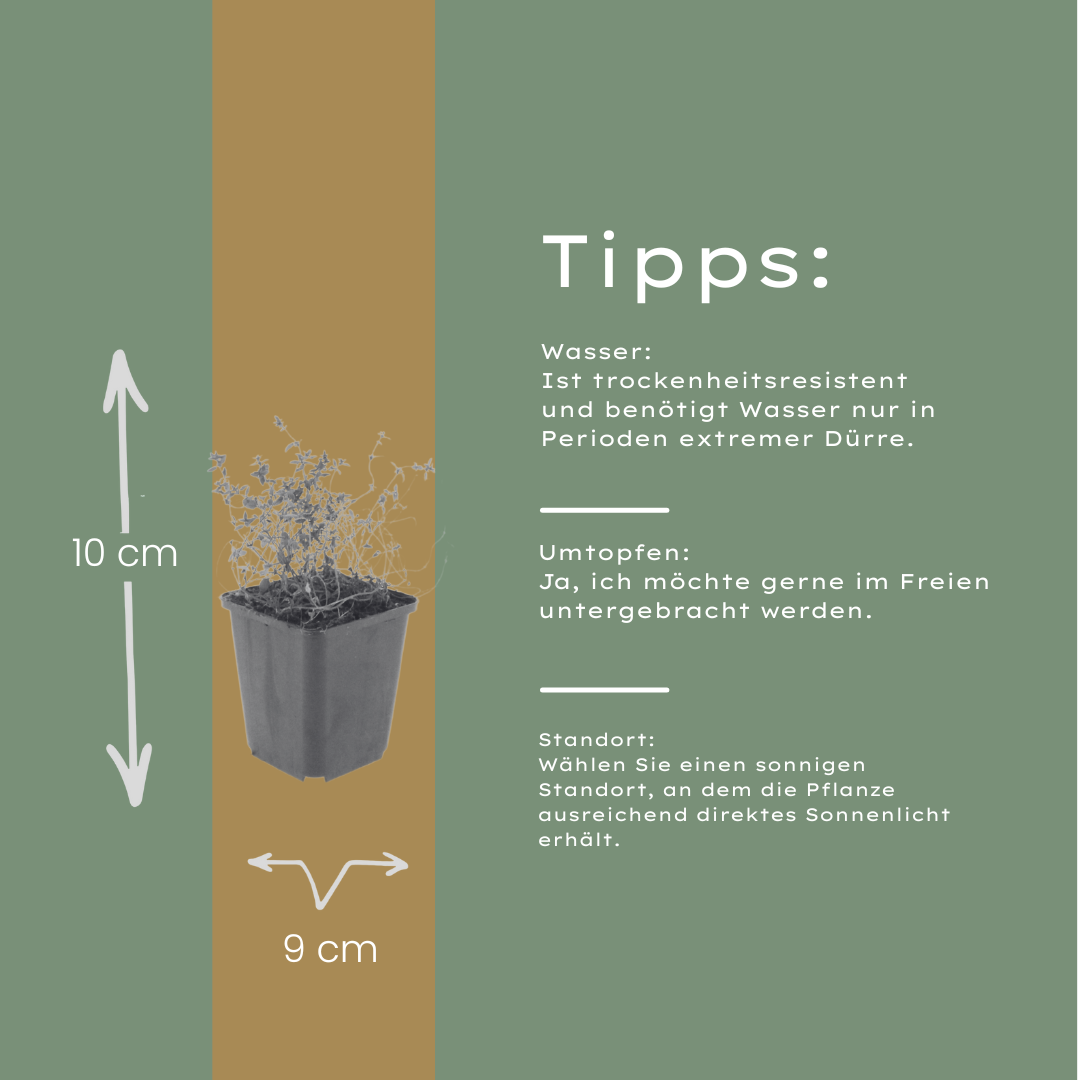 6x Thymus vulgaris - ↕10-25cm - Ø9cm