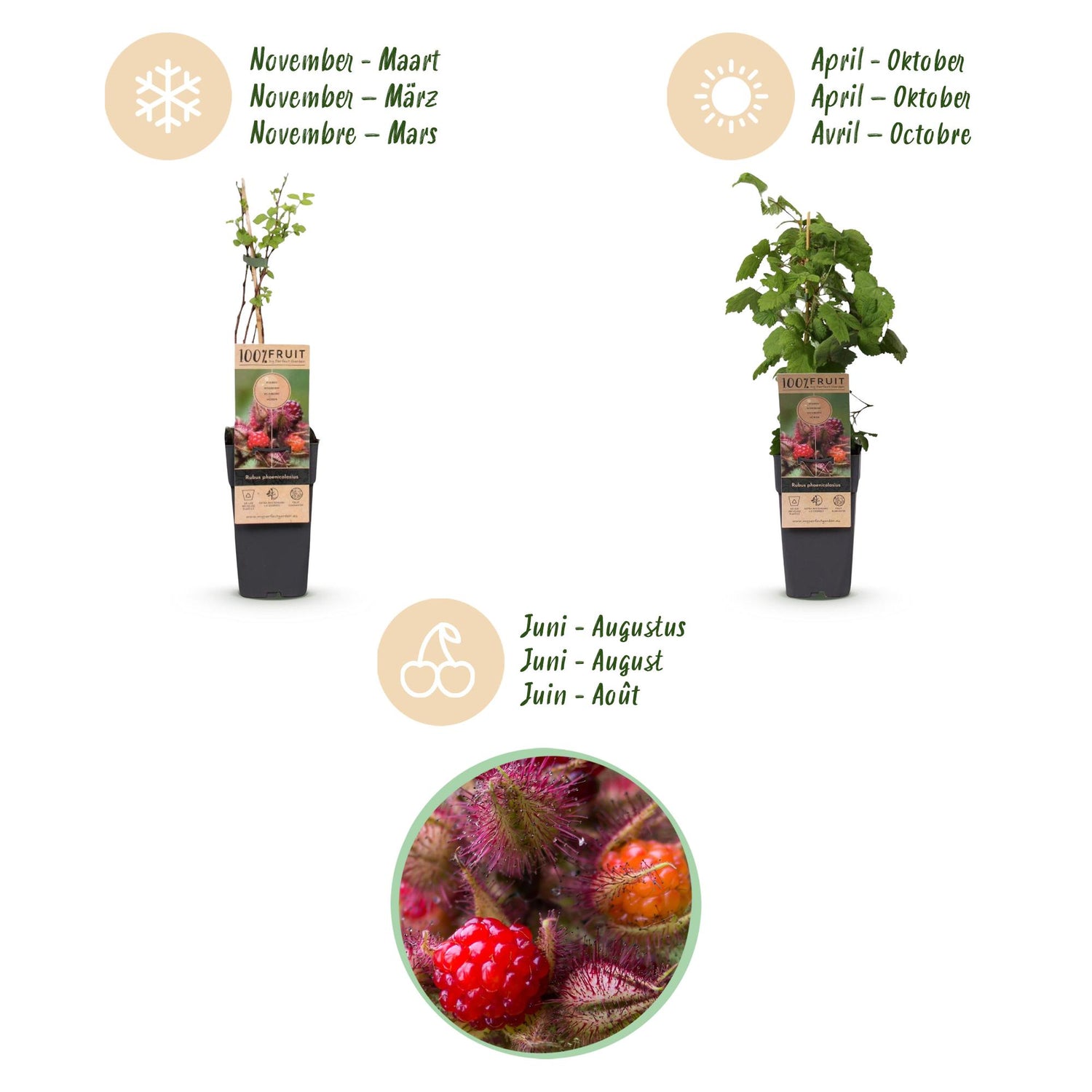 Zwei Everspring Japanische Weinbeeren (Rubus phoenicolasius) in 15 cm Töpfen, frisch und grün, für den Garten.
