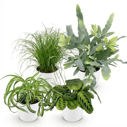 Vier Zimmerpflanzen im Topf: Chlorophytum, Cyperus, Phlebodium, Marantha, ca. 25cm hoch, in Grau, Weiß oder Korb.