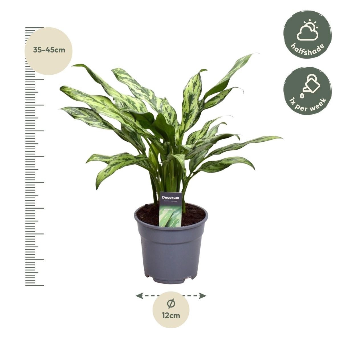 Aglaonema Juliette - 40 cm - Ø 12 cm - Wurzelwerk Design