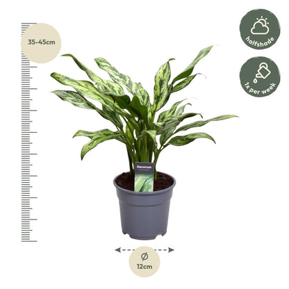 Aglaonema Juliette - 40 cm - Ø 12 cm - Wurzelwerk Design