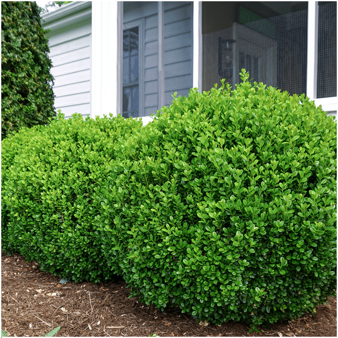 Buxus NewGen Freedom – 6er - Pack – Winterharte Immergrüne Sträucher – Ø7 cm Topf – Höhe ca. 15 cm - Wurzelwerk Design
