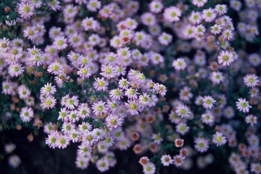 24x Aster ageratoides ‘Stardust’ – Herbst-Aster mit weißen Blüten – Höhe 10–25 cm – Ø 9 cm