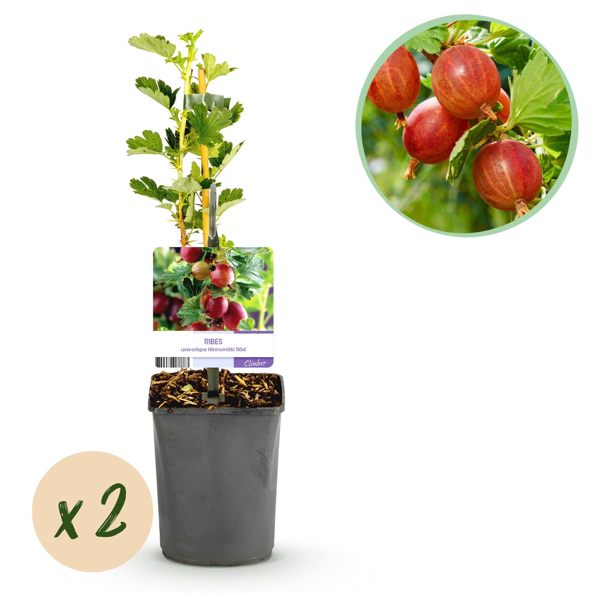 Zwei Ribes uva-crispa Hinnomäki Röd Stachelbeerpflanzen im Topf, rote Beeren, Höhe 40cm, von Everspring.