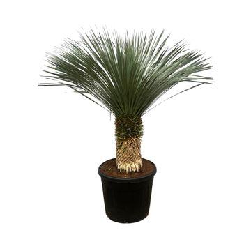 Everspring Yucca rostrata Pflanze, robuste Palmlilie mit langen, schmalen Blättern, ideal für Garten und Zuhause.