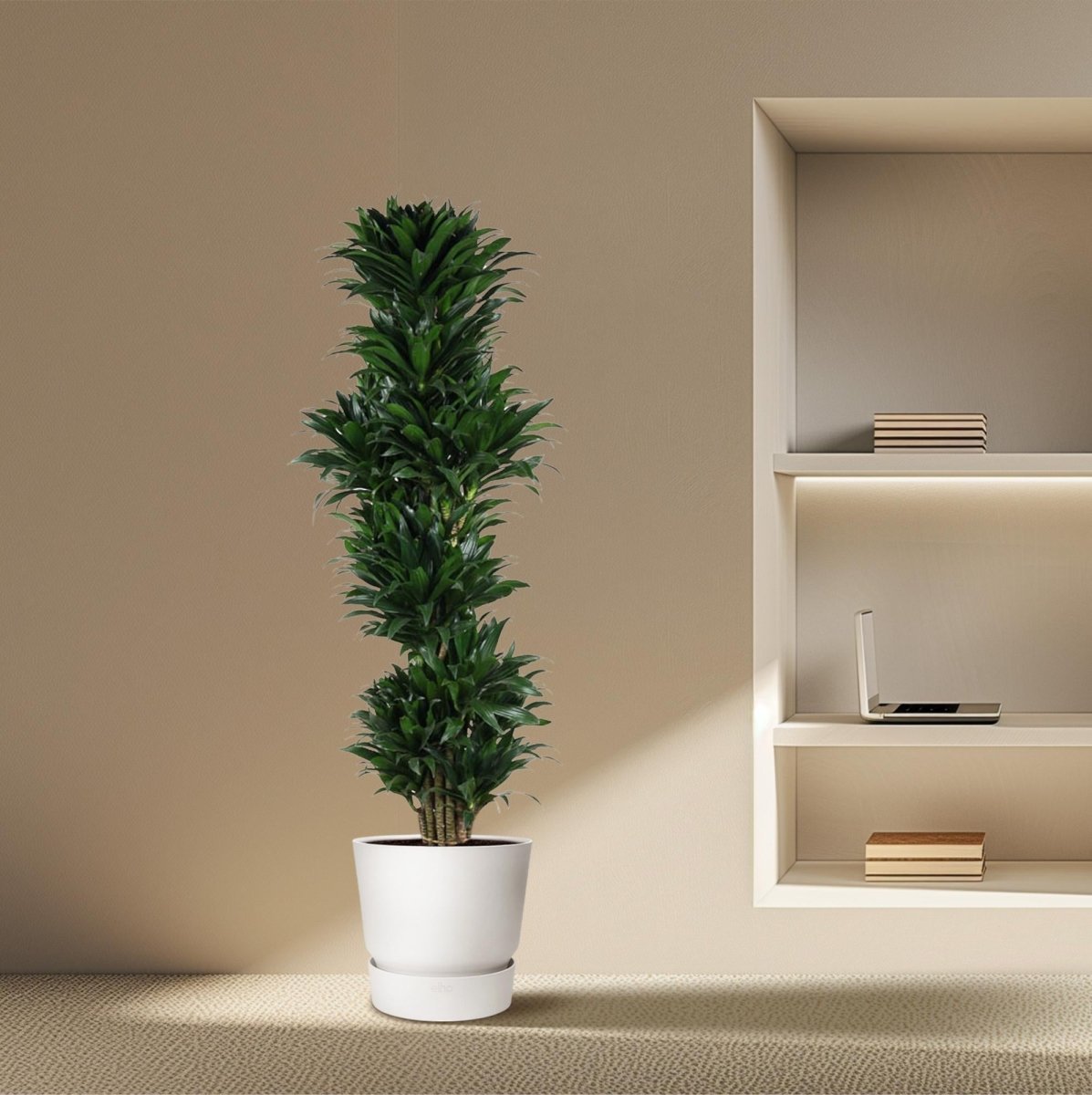 Dracaena Compacta – Pflegeleichte Zimmerpflanze für dein Zuhause - Wurzelwerk Design