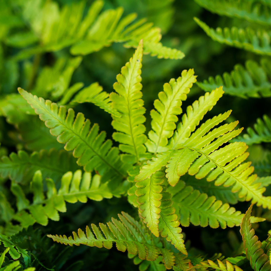 6x Polystichum set. &