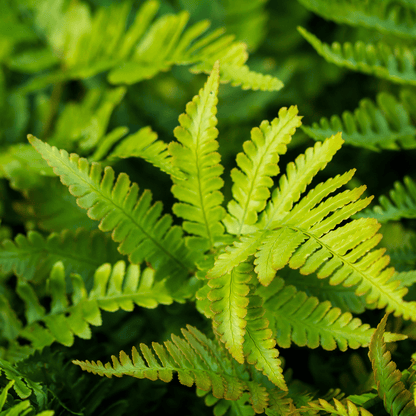 6x Polystichum set. ‘Herrenhausen’ - Höhe 10 - 25 cm - Ø 9 cm - Wurzelwerk Design