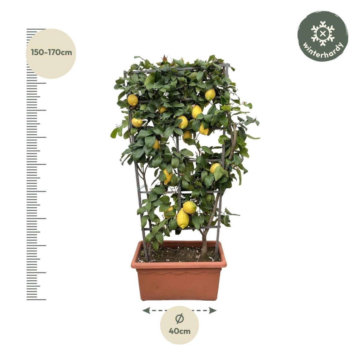 Citrus Lemon Spalier 160 cm | Zitronenbaum im Ø60 cm Topf – Mediterrane Kübelpflanze - Wurzelwerk Design