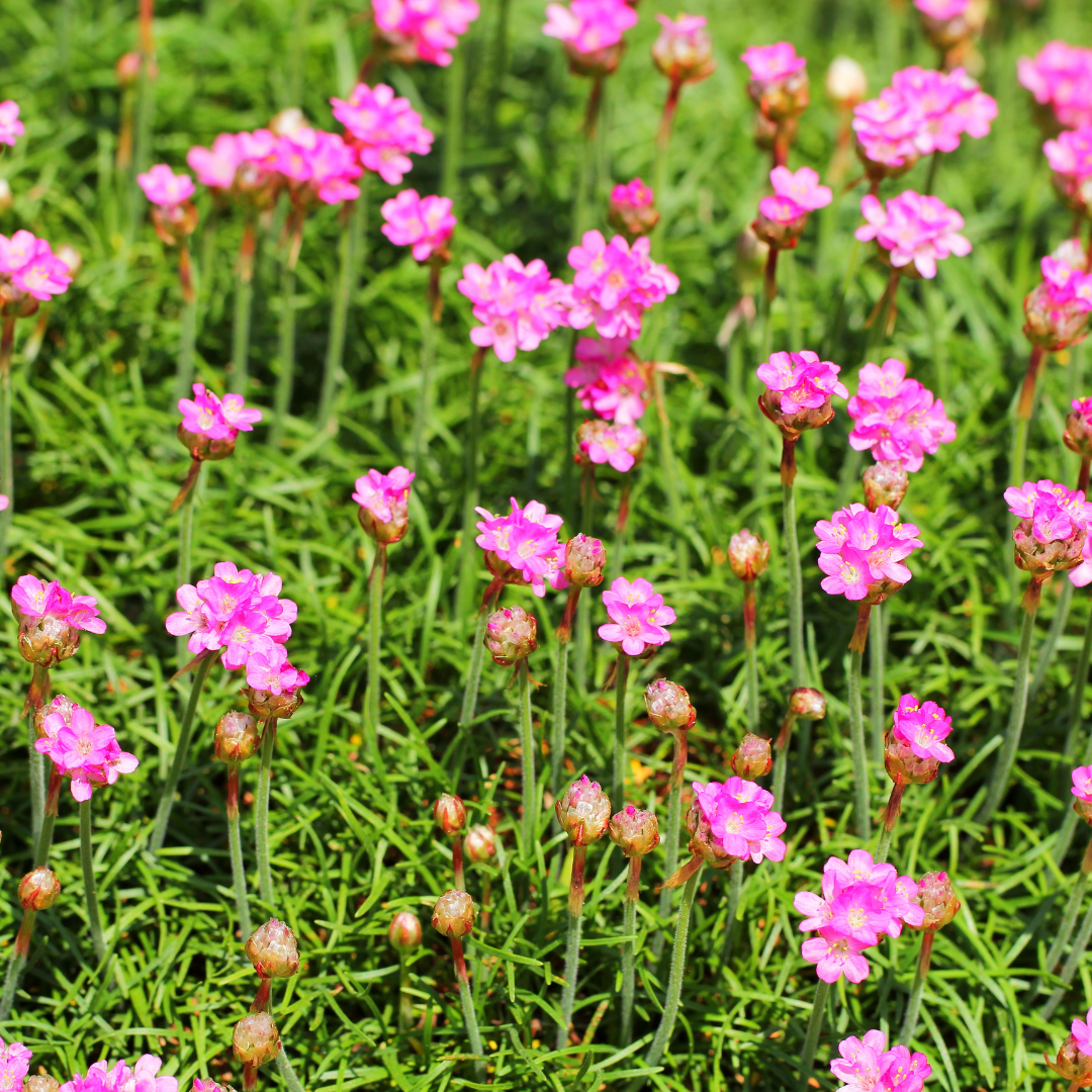 Sechs Everspring Armeria &