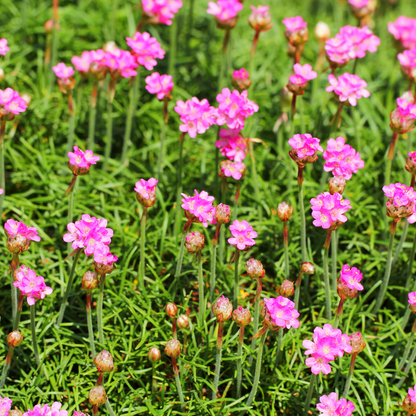 Sechs Everspring Armeria &