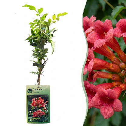 Trompetenblume kaufen – Campsis radicans | orange-rot, Ø 9 cm, Höhe 35 cm - Wurzelwerk Design