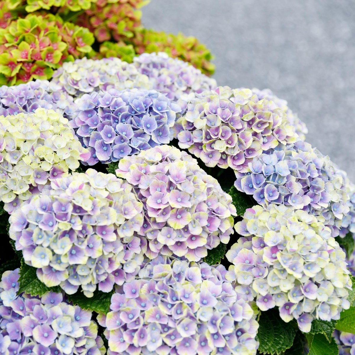 Balkon - Hortensie Blau – 2 Pflanzen – 6–10 Blüten – Ø23 cm Topf – Höhe ca. 55 cm - Wurzelwerk Design