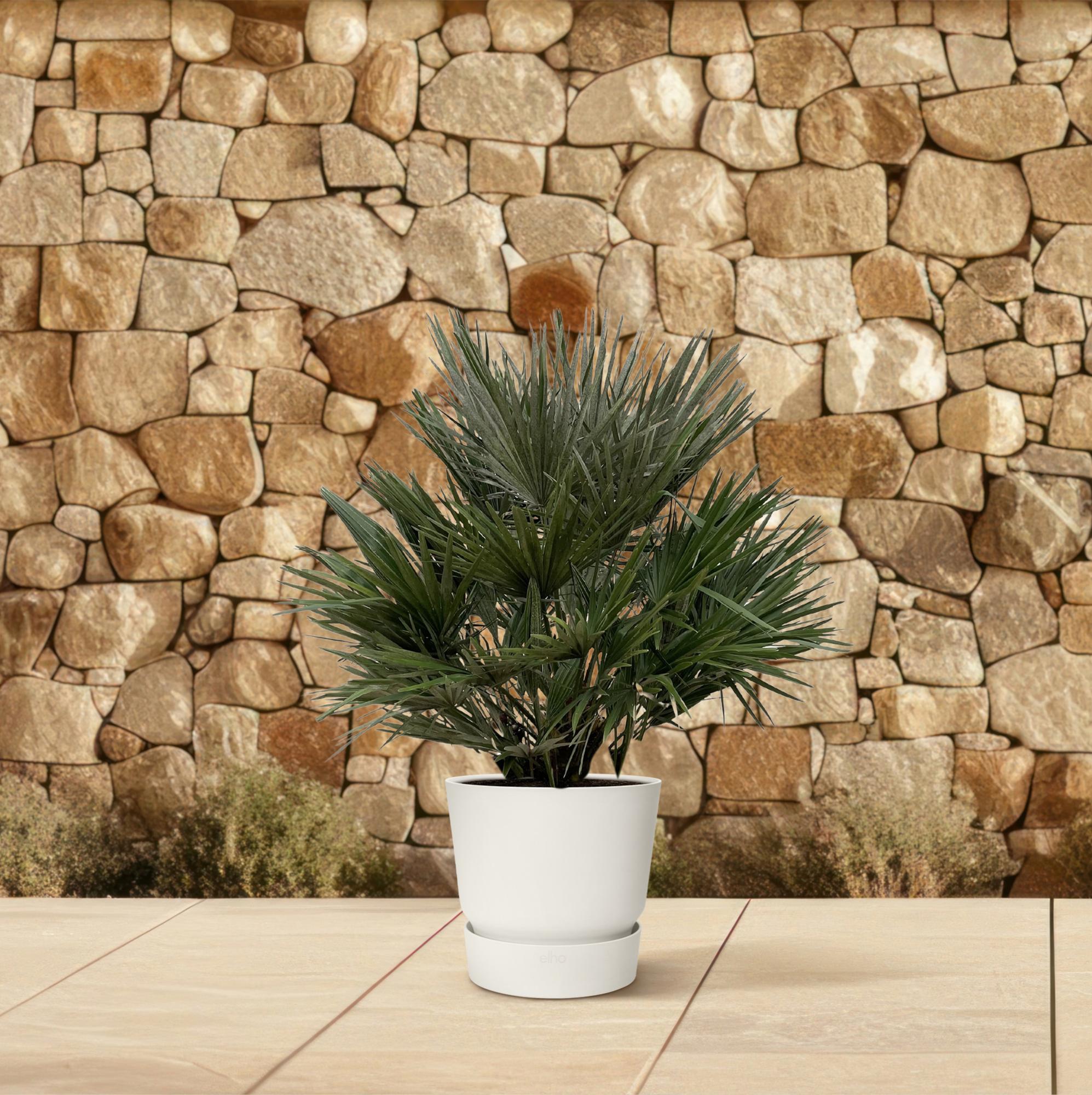 Chamaerops Vulcano – Robuste Zwergpalme für Garten &amp; Terrasse