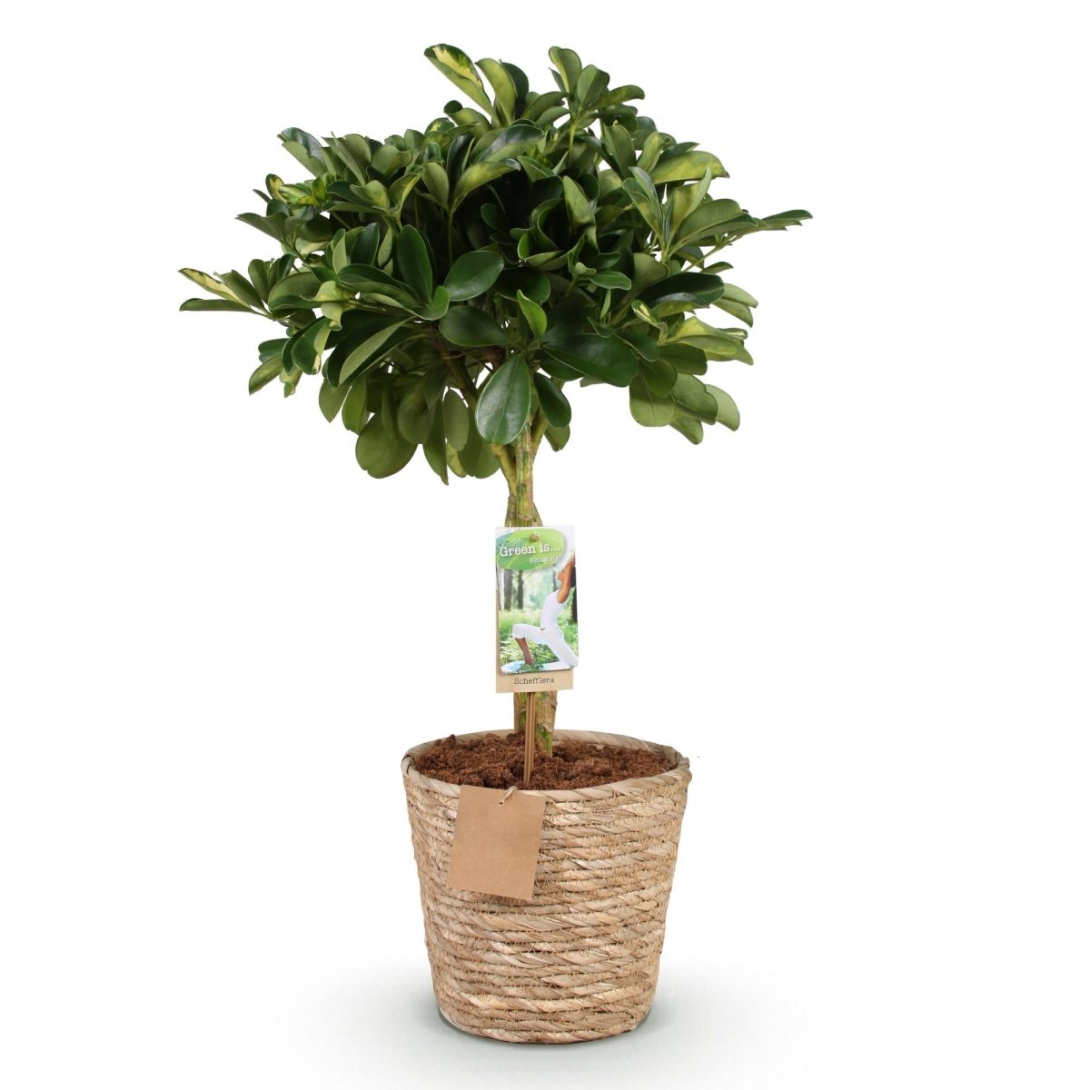 Schefflera Gold Capelle - Fingerbaum - Wenig Pflege - mit Korb - Grün - Gold - 1 Pflanze - Topf 21cm - Höhe 70 - 81cm - Wurzelwerk Design
