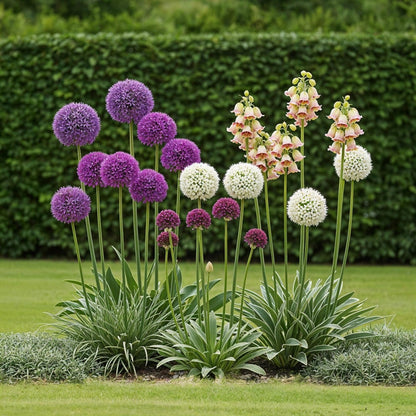 Blumenzwiebeln Allium Mix | 80 Stück Farbenmix – Geschenkverpackung – winterhart &amp; bienenfreundlich - Wurzelwerk Design