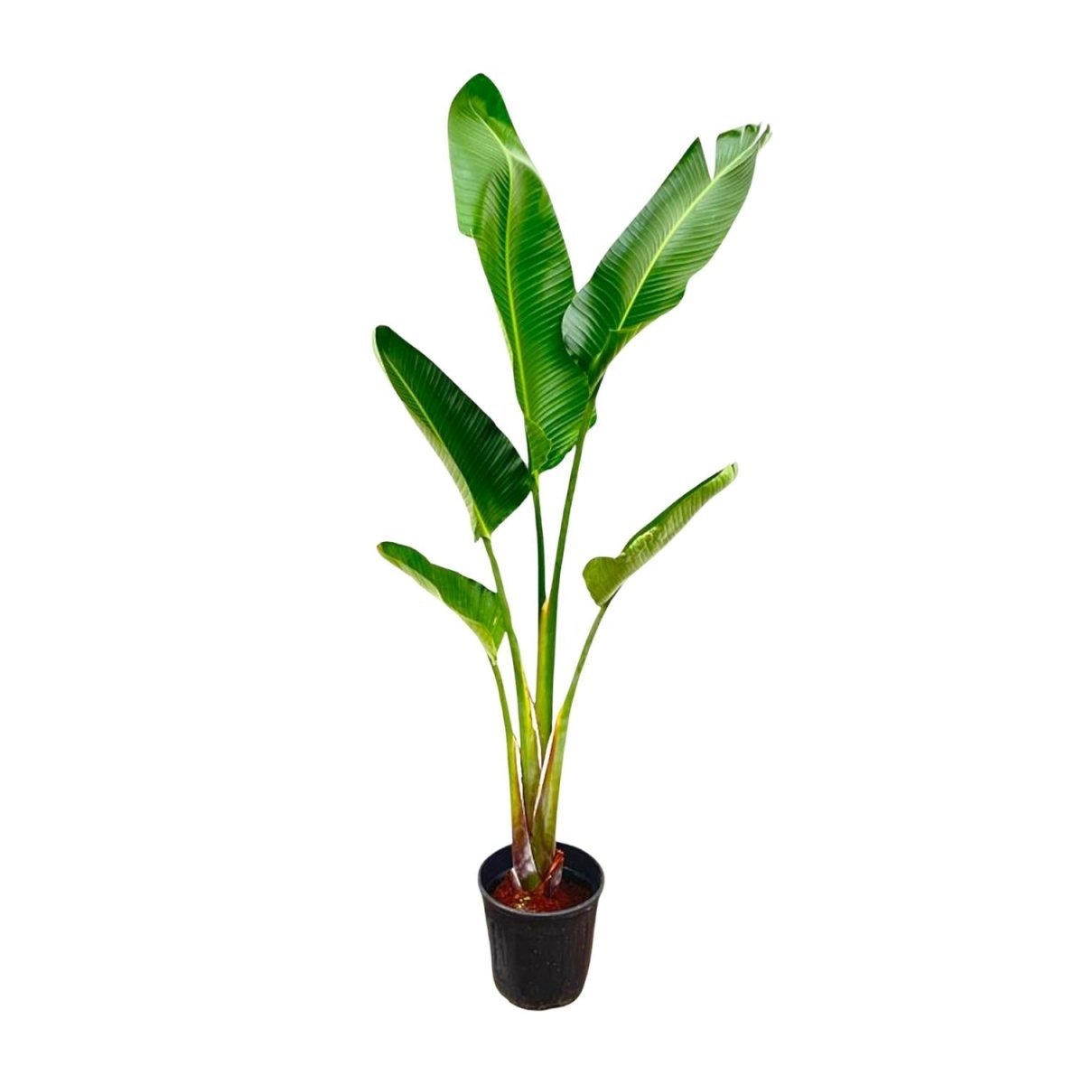 Strelitzia Augusta XL - XXXL – Exotischer Weißer Paradiesvogel - Wurzelwerk Design