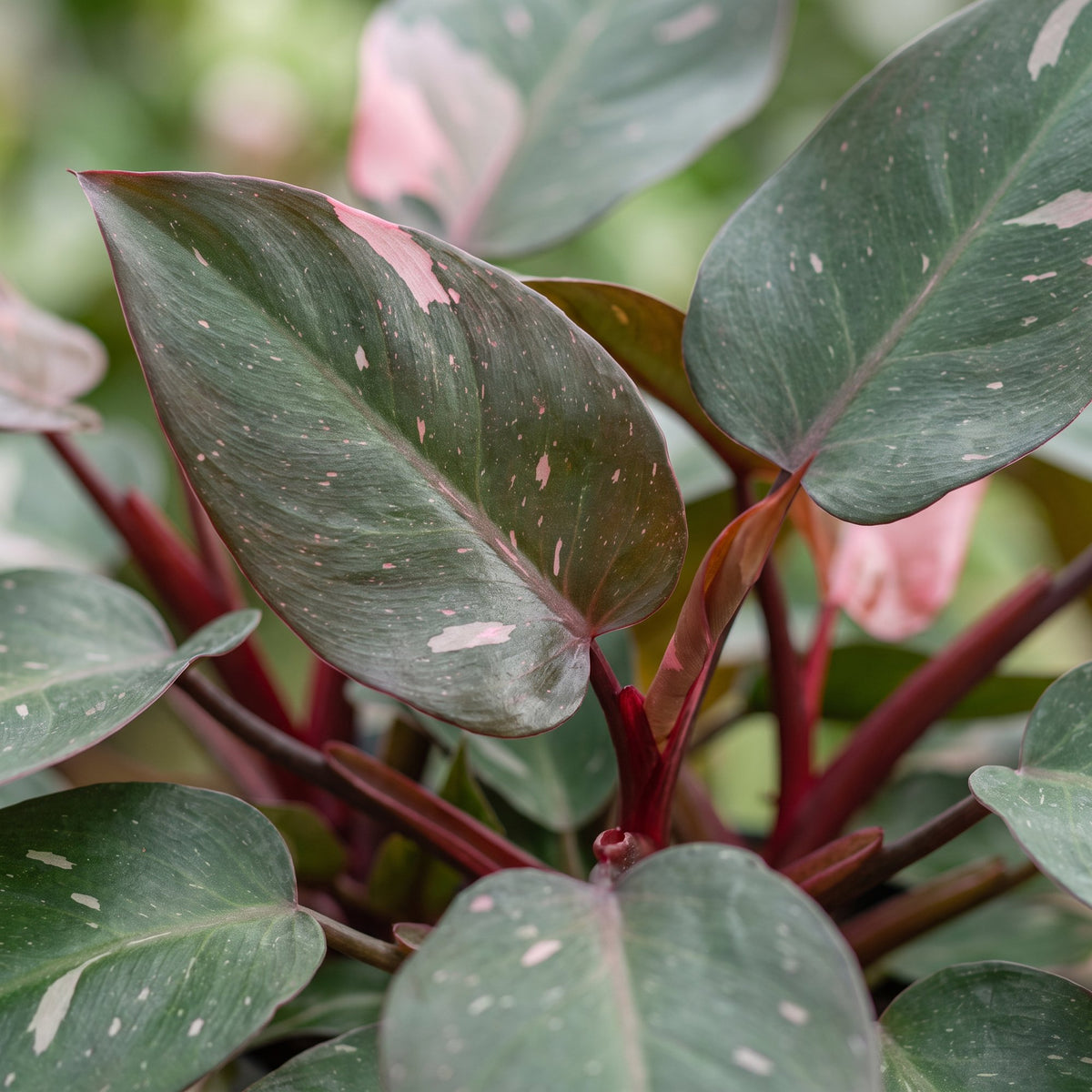 Philodendron &