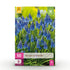 Blumenzwiebeln Muscari Armeniacum | 50 Stück Blau – Zwiebelgröße 8/9 – XXL Pack - Wurzelwerk Design