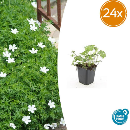 24x Geranium sanguineum ‘Album’ – Weißblühender Storchschnabel – Höhe 10–25 cm – Ø 9 cm Topf