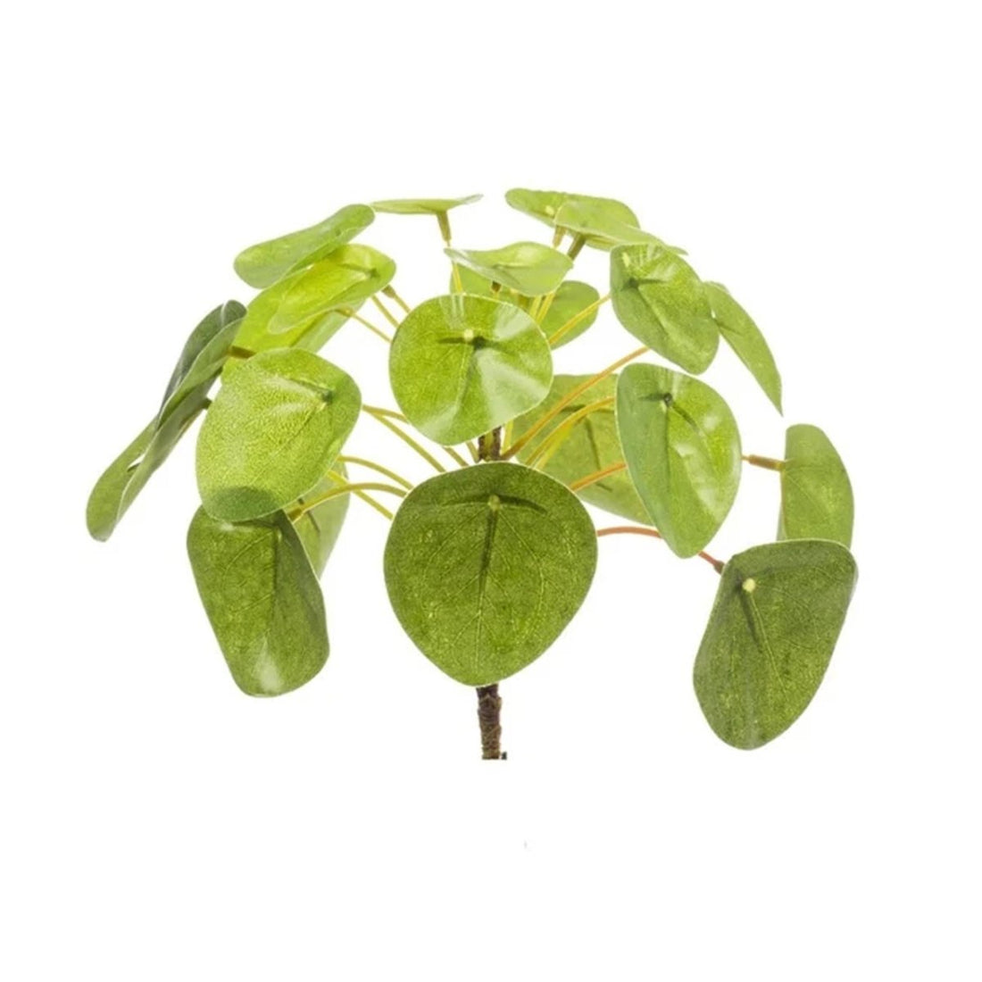 Pilea mini bush – Kompakte Ufopflanze im Ø 13 cm Topf – Pflegeleichte Zimmerpflanze - Wurzelwerk Design