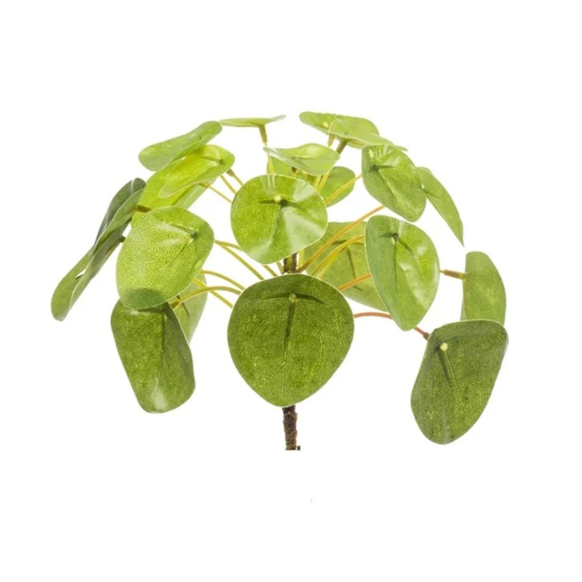 Pilea mini bush – Kompakte Ufopflanze im Ø 13 cm Topf – Pflegeleichte Zimmerpflanze - Wurzelwerk Design