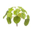 Pilea mini bush – Kompakte Ufopflanze im Ø 13 cm Topf – Pflegeleichte Zimmerpflanze - Wurzelwerk Design