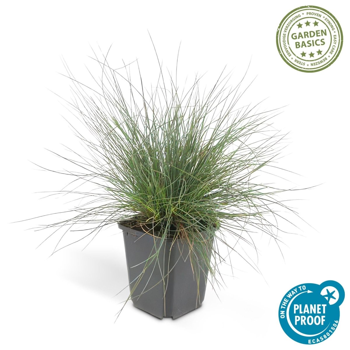 24x Festuca glauca ‘Elijah Bleu’ – Blauschwingel für Beete, Steingärten &amp; Rabatten – Höhe 10–25 cm – Ø 9 cm - Wurzelwerk Design