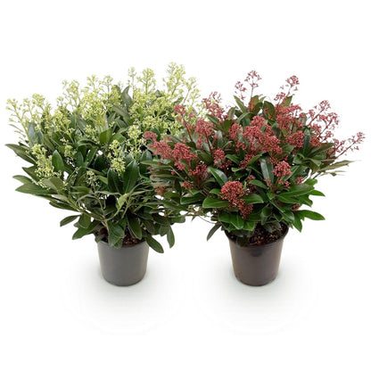 Skimmien-Duo &