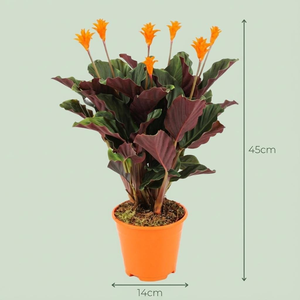 Zwei Calathea Crocata Pflanzen mit ø14 cm und 40-45 cm Höhe, Everspring, grüne Blätter mit bunten Mustern