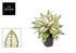 Everspring Aglaonema White Kiwi Pflanze, 40cm hoch, mit weißen und grünen Blättern in Topf, Ø19cm.