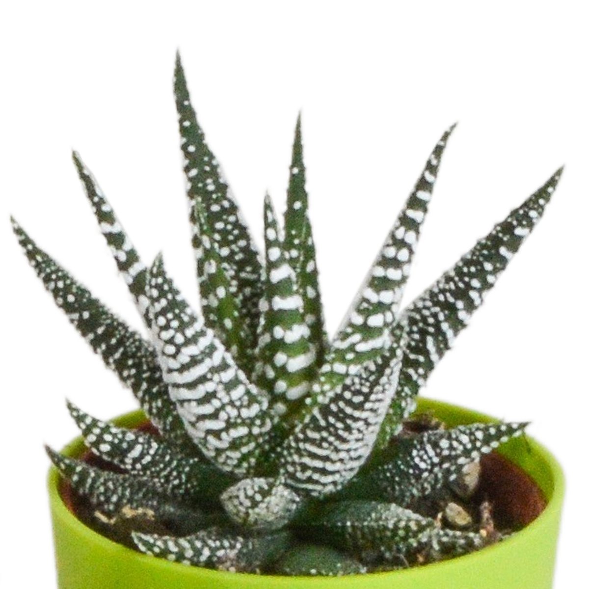Fünf Everspring Gasteria und Haworthia Pflanzen in bunten Kunststofftöpfen, Durchmesser ca. 5,5 cm, Nahaufnahme