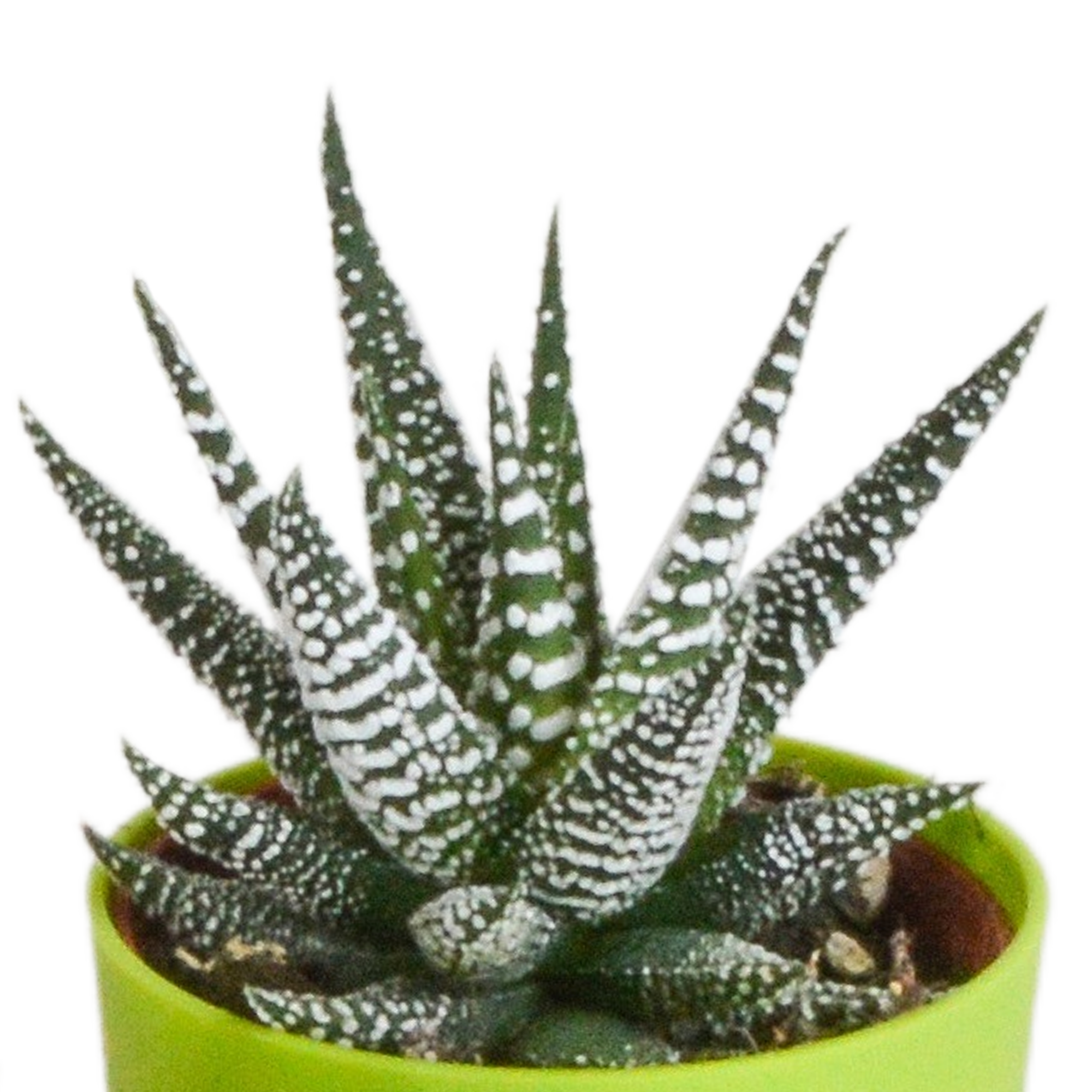 Fünf Everspring Gasteria und Haworthia Pflanzen in bunten Kunststofftöpfen, Durchmesser ca. 5,5 cm, Nahaufnahme