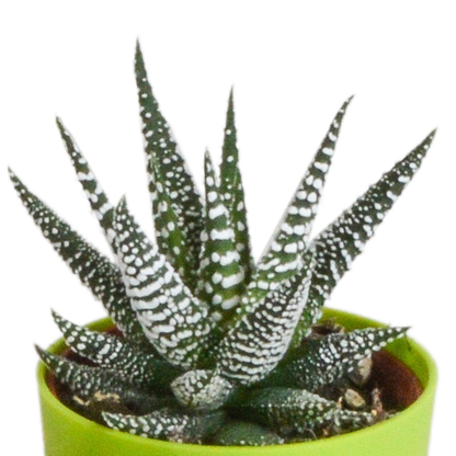 Fünf Everspring Gasteria und Haworthia Pflanzen in bunten Kunststofftöpfen, Durchmesser ca. 5,5 cm, Nahaufnahme