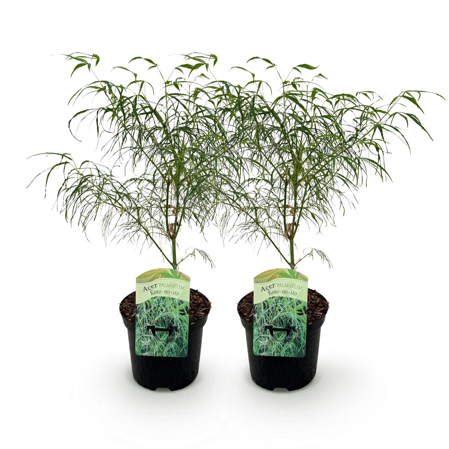 Zwei grüne Acer palmatum Koto-no-ito Japanischer Ahorn im Topf, laubabwerfend, Höhe 70cm, Everspring Marke.
