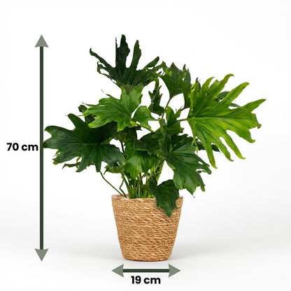 Philodendron Lickety Split kaufen | Topf Ø 19 cm, Höhe 70 cm