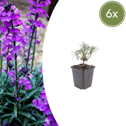 6x Erysimum &