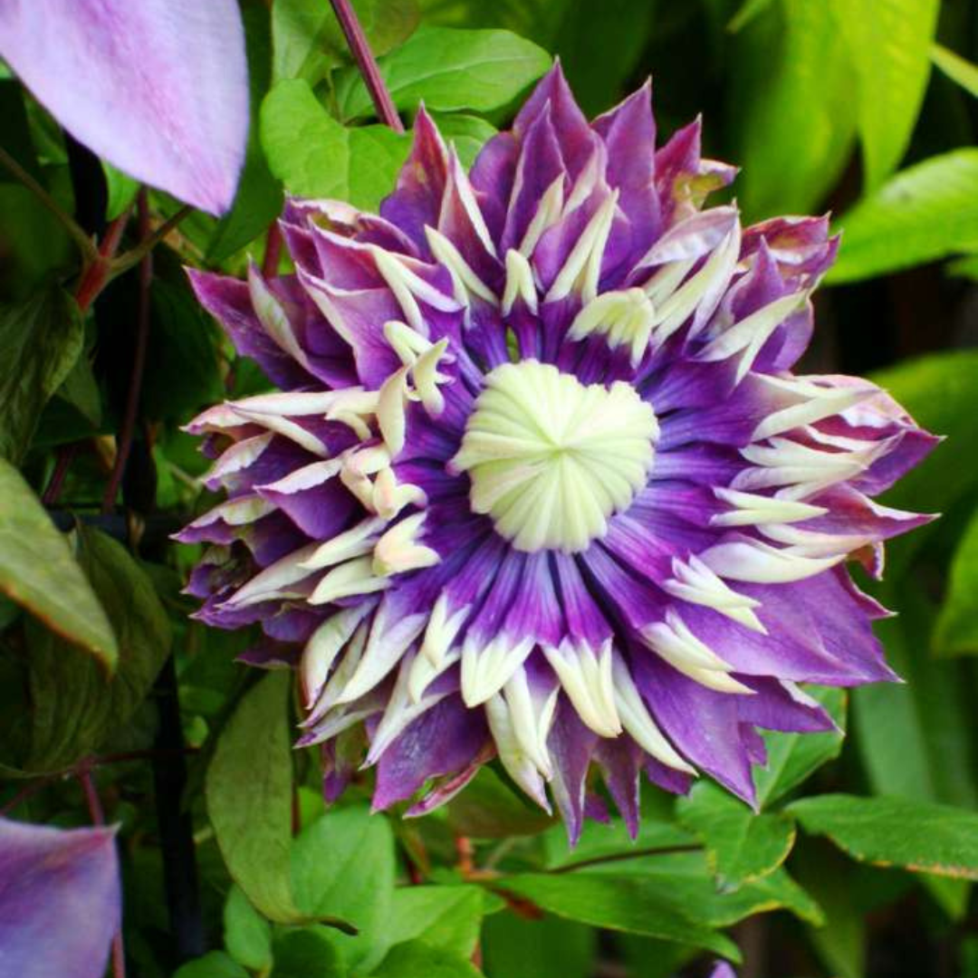 Clematis &
