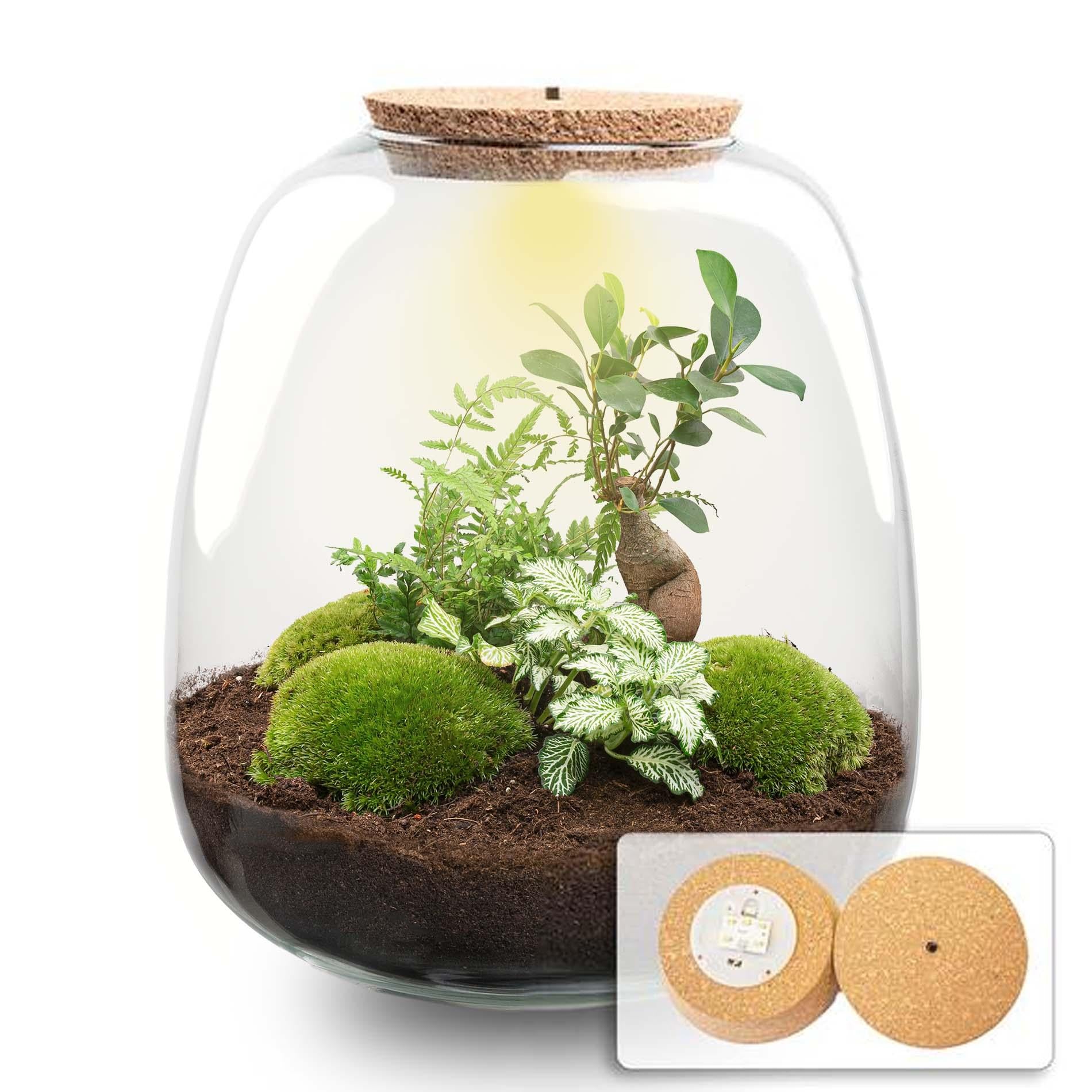 Everspring Emma Pflanzenterrarium Bausatz, 25 cm Durchmesser, weiß, mit Pflanzenset für Bonsai und Dekorationen