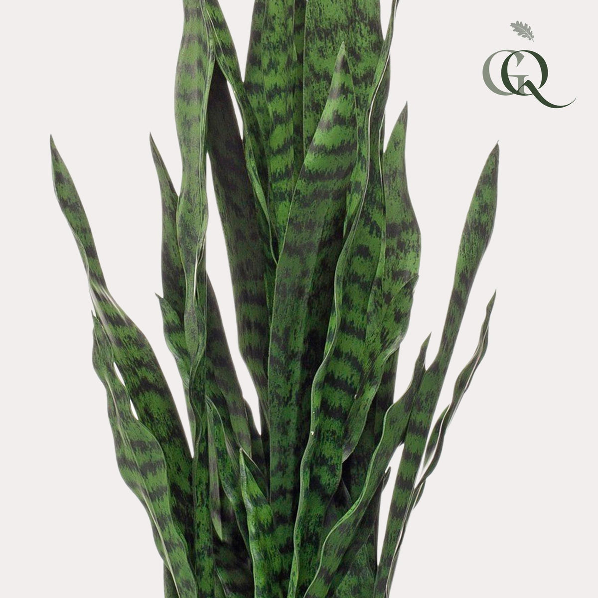 Künstliche Sansevieria ‘Black Coral’ 97 cm von Everspring, Frauenzunge, grüne Pflanze in Topf, realistische Zimmerpflanze.